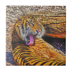 Azulejo De Cerâmica Preening Sumatran Tiger Big Cat Willife Art
