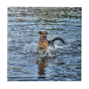 Azulejo De Cerâmica Presente para amantes de cães German shepherd alsa