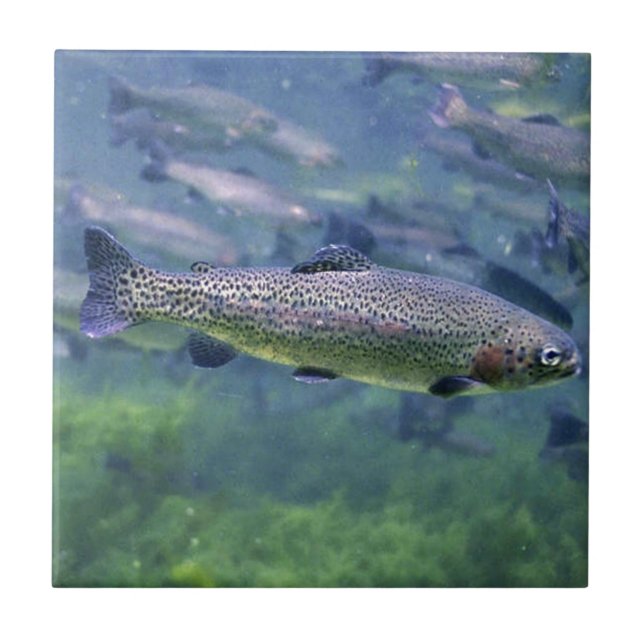 Azulejo De Cerâmica Presentes para pescadores de trutas (Frente)