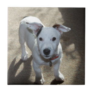 Azulejo De Cerâmica Preto E Branco Bonito De Jack Russell Puppy