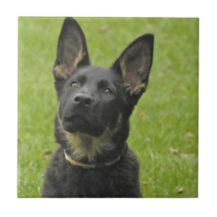 Azulejo De Cerâmica Preto & filhote de cachorro de Tan GSD