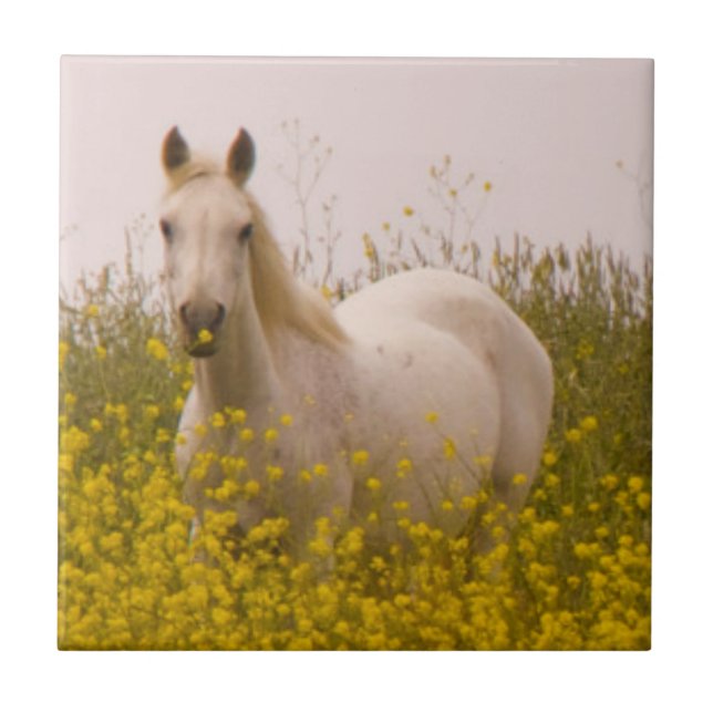 Azulejo De Cerâmica Primavera (Frente)