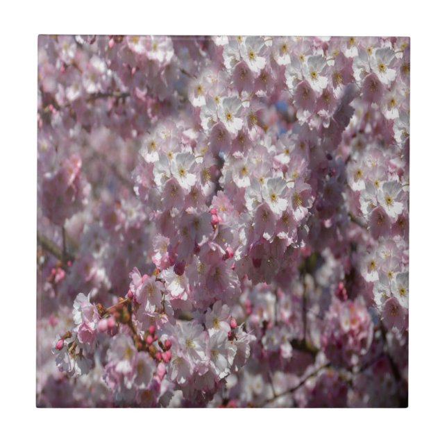 Azulejo De Cerâmica Primavera a rosa (Frente)