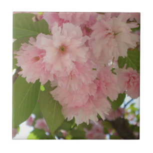 Azulejo De Cerâmica Primavera cor-de-rosa de florescência dobro da