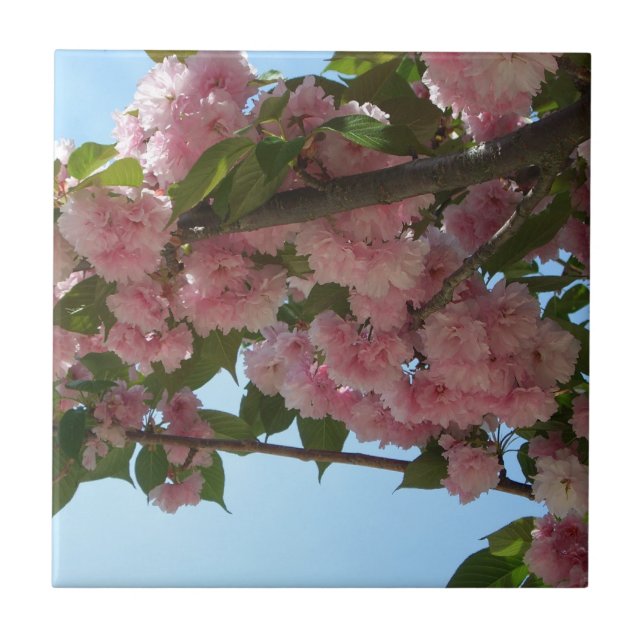 Azulejo De Cerâmica Primavera da Árvore IV de Blossomas Duplas (Frente)