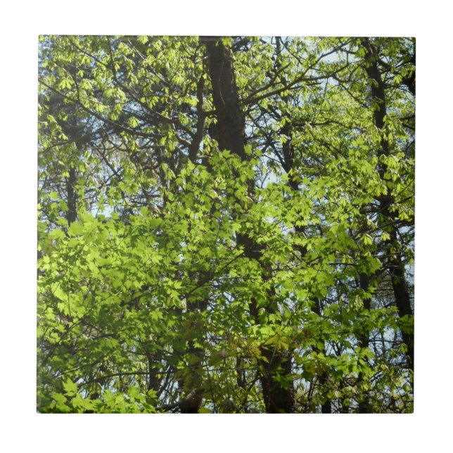 Azulejo De Cerâmica Primavera Maple Deixa a natureza (Frente)