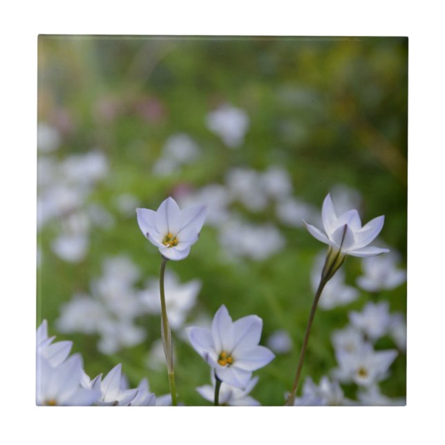 Azulejo De Cerâmica Primavera Starflower (Frente)