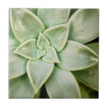 Azulejo De Cerâmica Primavera Succulent<br><div class="desc">"Primavera Succulent I" de Jason Johnson. Possui um close de um suculento.</div>