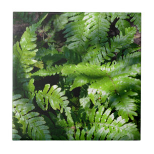 Azulejo De Cerâmica Primavera Verde-Ferns