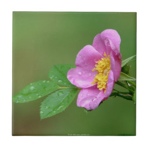 Azulejo De Cerâmica Primaveras Tempestade Bela Rosa Selvagem Em Azulej
