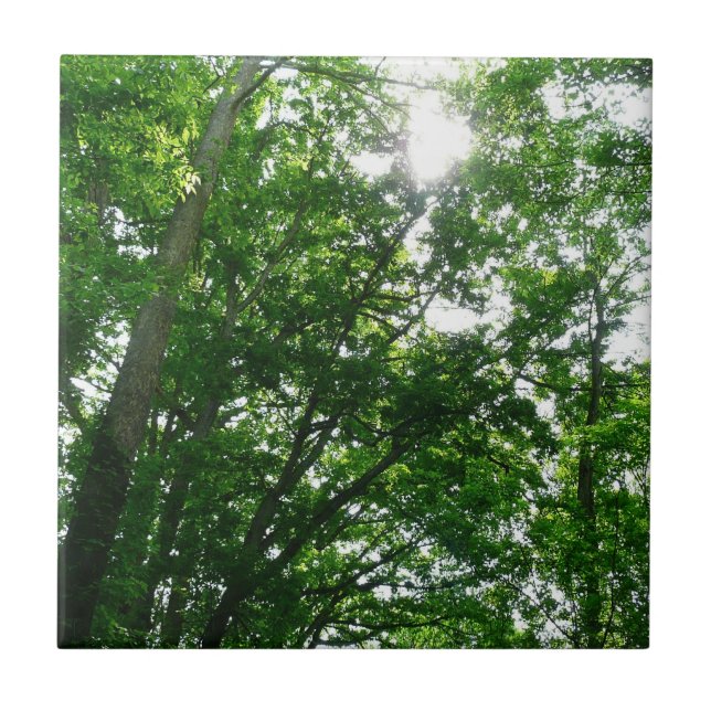 Azulejo De Cerâmica Procurando Árvores de Verão (Frente)