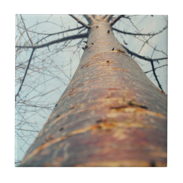 Azulejo De Cerâmica Procurando uma árvore (Frente)