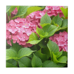 Azulejo De Cerâmica Profundamente - Hydrangeas cor-de-rosa