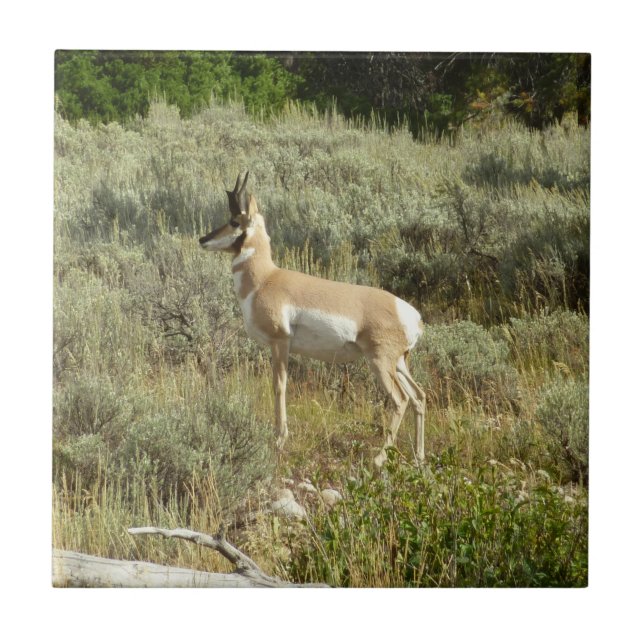 Azulejo De Cerâmica Pronghorn no Grand Teton National Park (Frente)