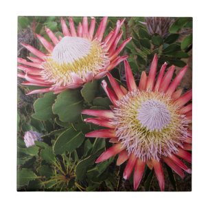 Azulejo De Cerâmica Protea-rei (Protea Cynaroides), Helderberg