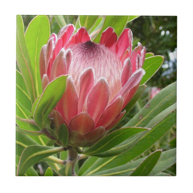 Azulejo De Cerâmica Protea vermelho (Frente)