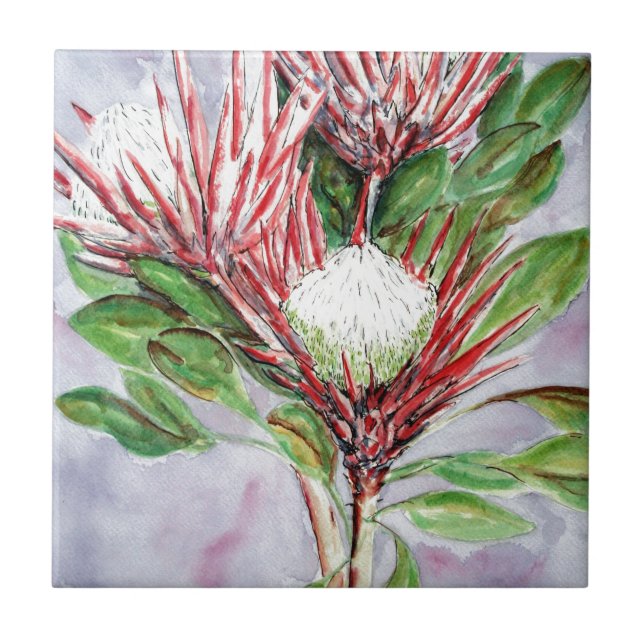 Azulejo De Cerâmica Proteas (Frente)