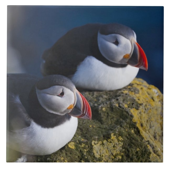 Azulejo De Cerâmica Puffin Atlântico (Fratercula arctica) 7 (Frente)