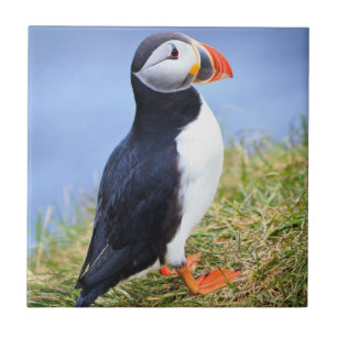 Azulejo De Cerâmica Puffin Gato