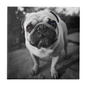 Azulejo De Cerâmica Pug bonito