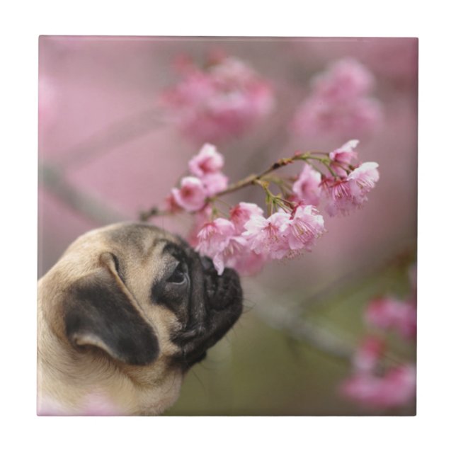 Azulejo De Cerâmica Pug Cheirando a arbustos (Frente)