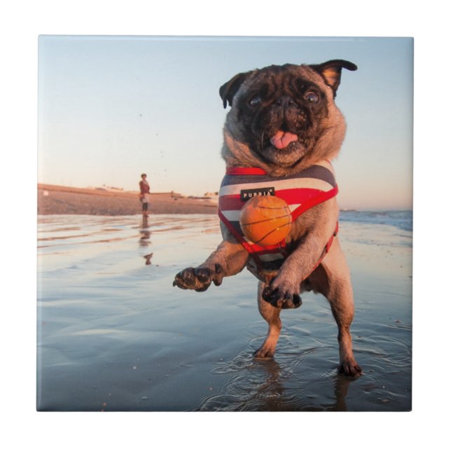 Azulejo De Cerâmica Pug Playing Ball on Beach (Frente)