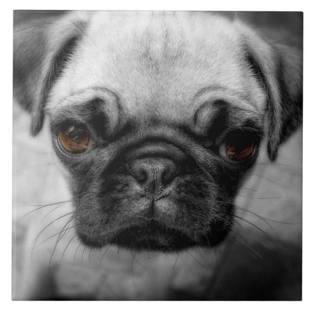 Azulejo De Cerâmica Pug Pup (Frente)