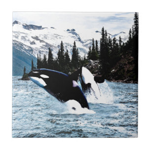 Azulejo De Cerâmica Pulando a orca