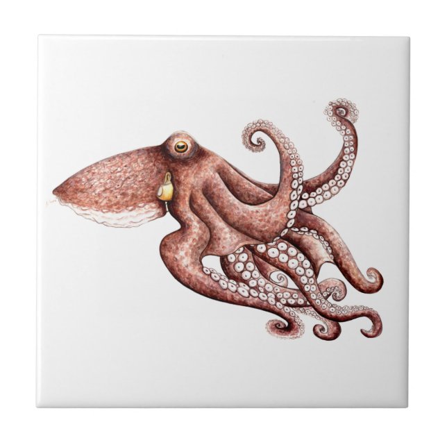 Azulejo De Cerâmica Pulpo - Octopus vulgaris (Frente)