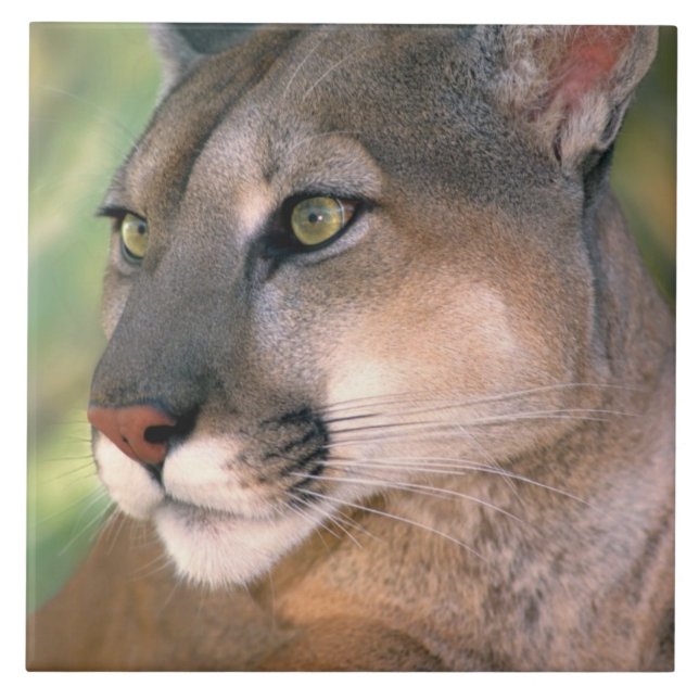 Azulejo De Cerâmica Puma, Califórnia (Frente)
