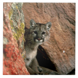 Azulejo De Cerâmica Puma - foto do leão de montanha