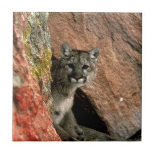 Azulejo De Cerâmica Puma - foto do leão de montanha