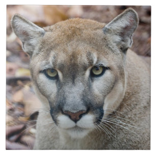 Azulejo De Cerâmica Puma, leão-da-montanha, pantera-da-flórida, Puma