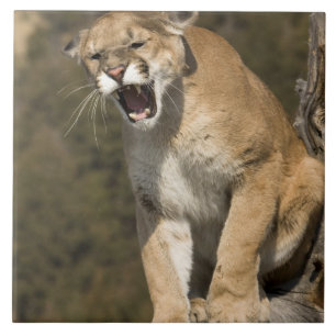 Azulejo De Cerâmica Puma ou leão-da-montanha, puma concolor, Cativo -