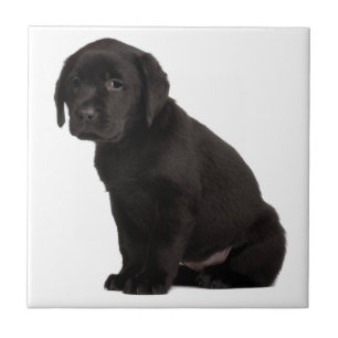 Azulejo De Cerâmica Puppie Preto