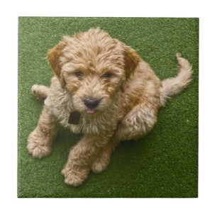Azulejo De Cerâmica Puppy Adorável
