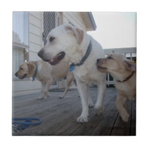 Azulejo De Cerâmica Puppy Kisses: Cream Color Labrador Family Love,
