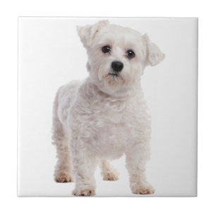 Azulejo De Cerâmica Puppy maltês
