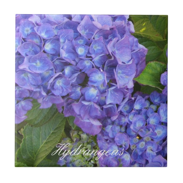 Azulejo De Cerâmica Puprle Hydrangeas (Frente)