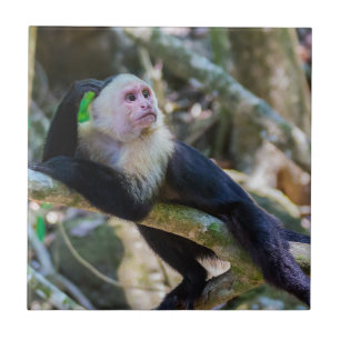 Azulejo De Cerâmica Pura vida para macaco capuchinho de cabeça branca