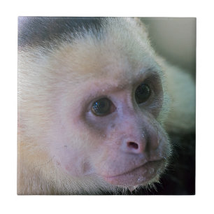 Azulejo De Cerâmica Pura vida para o macaco-prego-de-crista-branca