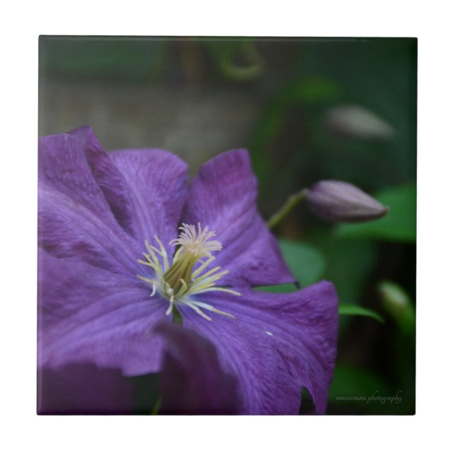 Azulejo De Cerâmica Purple Clematis (Frente)