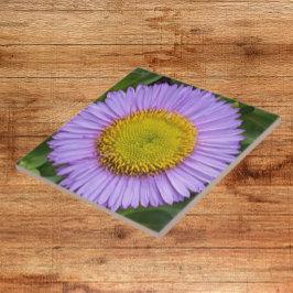 Azulejo De Cerâmica Purple Fleabane Daisy Floral