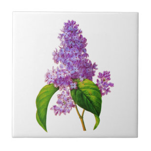Azulejo De Cerâmica Purple Lilacs por Pierre-Joseph Redoute
