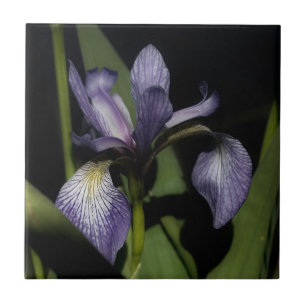 Azulejo De Cerâmica Púrpura Blue Flag Iris Flower Nature