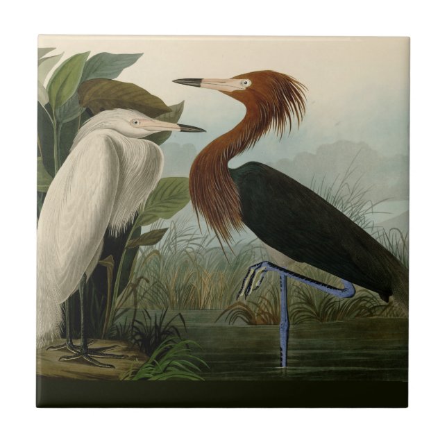 Azulejo De Cerâmica Púrpura Heron Audubon Bird Willife Painting (Frente)