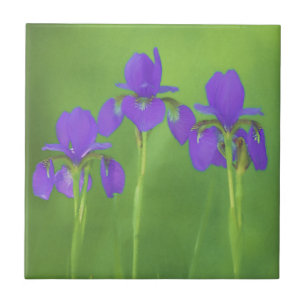 Azulejo De Cerâmica Púrpura Iris - Arte Flor Original