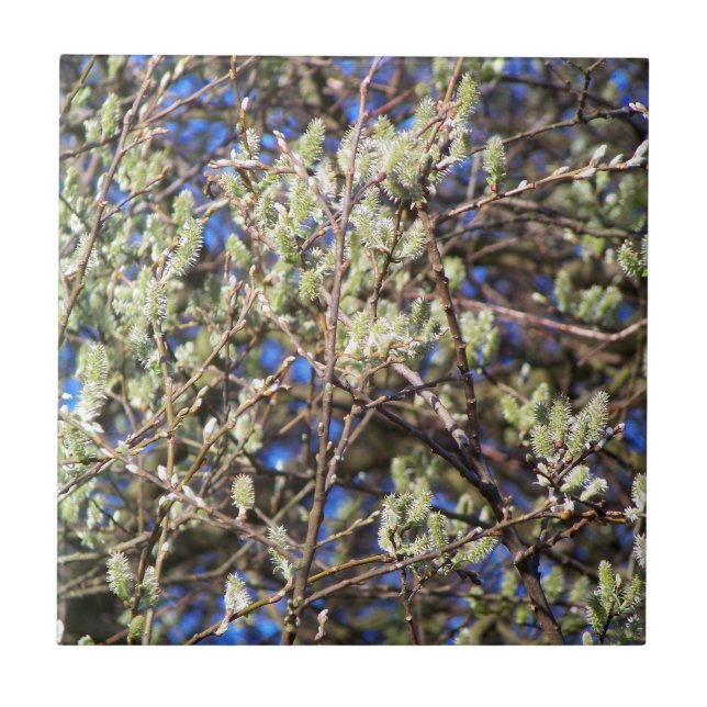 AZULEJO DE CERÂMICA  PUSSY WILLOW (Frente)