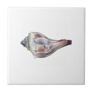 Azulejo De Cerâmica Pústula nodosa Shell