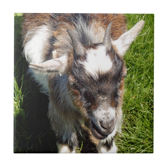 AZULEJO DE CERÂMICA  PYGMY GOAT (Frente)